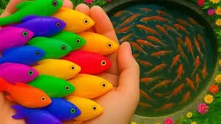Long slide game Catch Stunning Colorful Fish in Small Pond 🐠Glass Fish, Guppy, Koi, Aquarium snail 