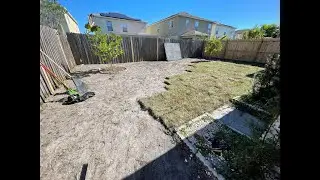 Bahia Grass sod Installation #SHORTS
