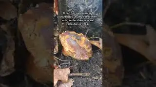 Come on a nature walk with me where we find some mushrooms 