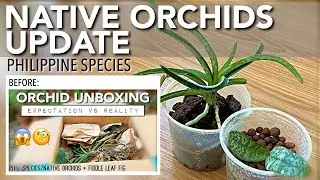 PHILIPPINE SPECIES/NATIVE ORCHIDS UPDATE | V Luzonica D Amethystoglossum V Boxalli P Philippinensis