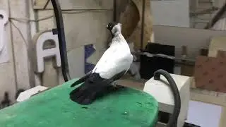 German Nun pigeon Deutsche N&ouml;nnchen Немецкий Крестовый Монах