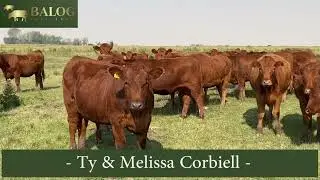 Ty & Melissa Corbiell Bred Heifers
