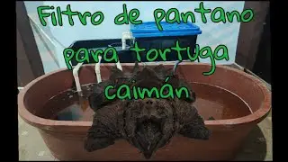 FILTRO DE PANTANO PARA TORTUGA CAIMÁN