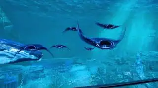 3D Fish Aquarium