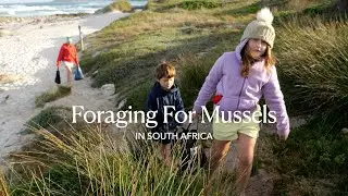 Foraging For Mussels In The Western Cape Of South Africa