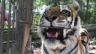 Crown Ridge Tiger Sanctuary Internship
