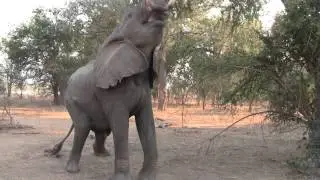 Hungry Elephant Eats from Trees