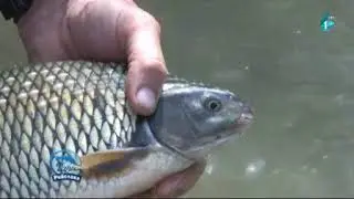 Čari Ribolova, Gica mix - Feederom na Drini (06.05.2018)