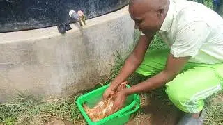 How to baptize your chicken for more eggs when broody.