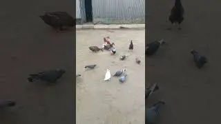 pigeon #duck #birds #feeding  #shorts #videos #explore
