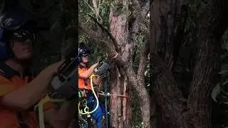 EGO Battery Saw #arborist #chainsaw #treeremoval #egopowerplus #treefelling #ego