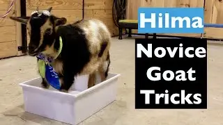 Hilma's Novice Goat Tricks! 15 Novice Tricks