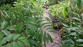 TOUR No Meio dos PLANTAS. Ouvido o Canto dos Pássaros E admirando as Novidades