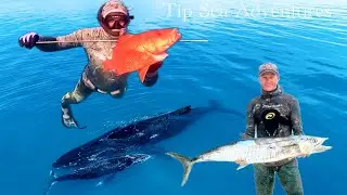 Spearfishing 15kg Spanish Mackerel ! Clean water. 