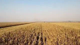 Corn Fields Stock Video
