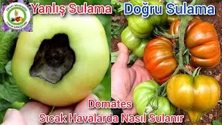 Domates Nasıl Sulanır🍅Sıcak Havada En Verimli Domates Sulama Zamanı🍅Domateste Verimli Sulama Bilgisi