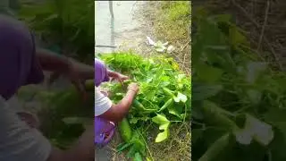 #Aaj meri bahan aur main gaon se fresh sabji ekattha kiya hai# (Nehadass vlogs) #subscribe mein#