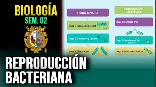 REPRODUCCI&Oacute;N BACTERIANA 📚 Biolog&iacute;a &ndash; Semana 02 &ndash; Pre San Marcos
