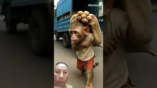 Poor  baby  Monkey  struggle  for  water #monkey