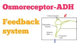 Lect 136 Renal physiology | Osmoreceptor- ADH Feedback system