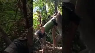 #monkey #farmerproblems #shortclip  #shortvideo #youtubeshorts