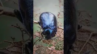 Alder Leaf Beetle, Agelastica alni