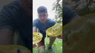 Trying Pawpaw Fruit for the First Time in Southern Indiana