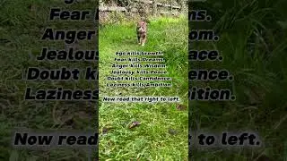 Cat Philosophy Zohe #cat #godowndeh #philosophy #catonleash #shorts