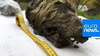 Le permafrost conserve parfaitement un cr&acirc;ne de loup....pendant 40 000 ans