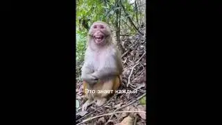 Кто оскорбляет бибизян тот РАПИК
