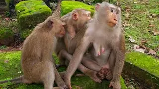Monkey Katrina give grooming to Libby and Rainbow staying with here. 