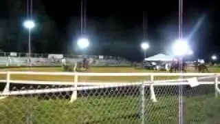 Country/Trail Pleasure 2yo