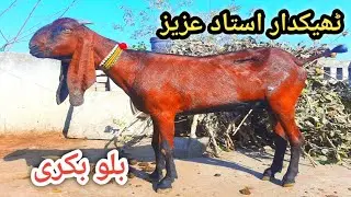 Beetal Goat's Desi Bakriyan Thakydar Ustad Aziz k Ghar ka Shouq 2023