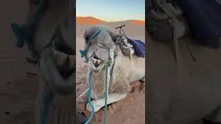 Observing Camels, Moroccan Sahara Desert, Morocco Top Adventures from Charles R. 🐪