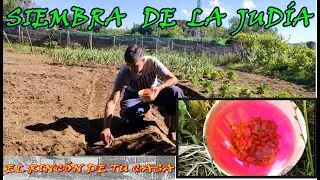 Como SEMBRAR JUDÍAS