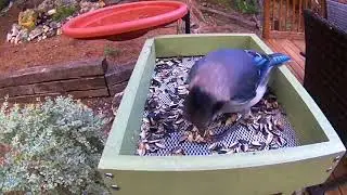 Blue Jay Identification: Black Crest