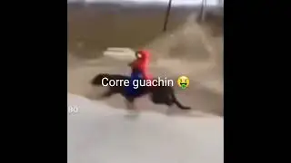 corre guachin 🤑