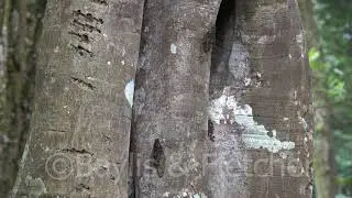 Cicadas buzzing, Thailand. 20180723_173215.m2ts