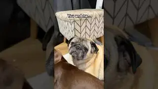 Мы уже правы!? 🥺❤️🥰 #fyp #pug #cute #pets #pug