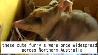 the WA bilby breeding program