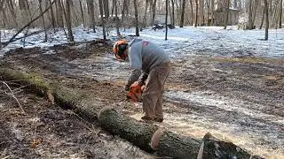 Husqvarna 242XP Bucking Cherry