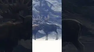 Fabled Ashen Nontypical Great One Moose! | #sirrwyatt on #Twitch
