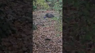 Wild Turkeys in Our Backyard!  #lifewithmike #Illinois #wildlife #nature #turkey #turkeyhunt
