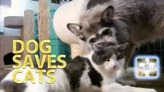 Dog Saves Cats - It's a Miracle