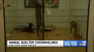 Cape Coral Animal Shelter seeks help amid overcapacity crisis