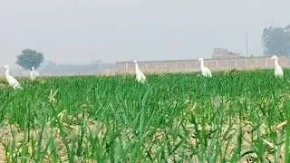गेहूं की खेत में वक 🐦♥️👍#viral #youtubeshorts #shorts #viralvideo #birds #črtvkarvinsko @Nrfvijay 