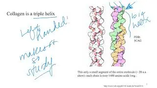Fibrous proteins - collagen (Dr Terrell)