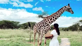 SERVAL WILDLIFE EXPERIENCE IN TANZANIA 🇹🇿  #giraffe #tanzania #wildlife #tranding #travel