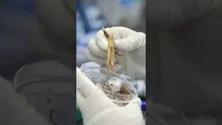 While a single wild ginseng can cost thousands. #SouthKorea #Roots #Ginseng