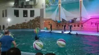 Дельфінарій 